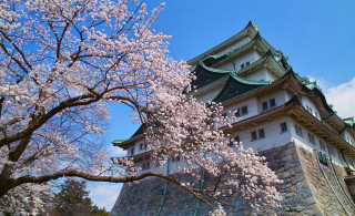 Tall building tower tree flowers - a tall building free wallpaper