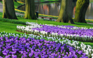 Field flowers trees bench middle 2 - a field of flowers free wallpaper