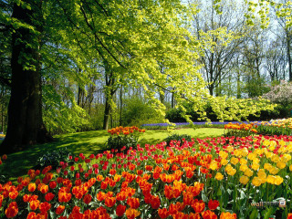 Field flowers trees blue sky 2 - a field of flowers free wallpaper