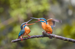 Two birds branch beaks open - their beak free wallpaper