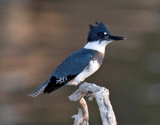 Bird sitting branch blurry background 3 - bird free wallpaper