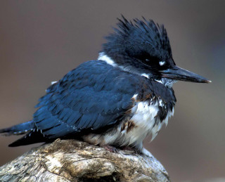 Black white bird tree stump - a brown background free wallpaper