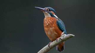 Bird branch black background blue - a long beak free wallpaper