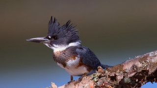 Bird mohawk sitting branch tree - a branch of a tree branch free wallpaper