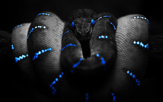 Blue black snake head turned 4 - snake free wallpaper