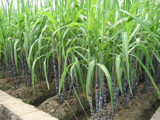 Green plants blue stems dirt - green plant free wallpaper