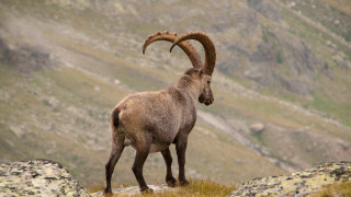 Ram rocky hillside mountain valley - clovis trouille free wallpaper