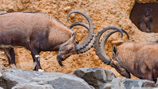 Two rams fighting rocky area - rocky free wallpaper