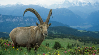 Goat long horns field flowers - wildflower free wallpaper