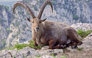 Ram horns rocky cliff valley - a rocky cliff free wallpaper