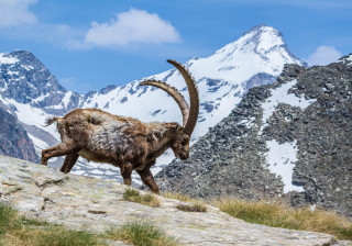 Mountain goat rocky hillside snow - a rocky hillside free wallpaper