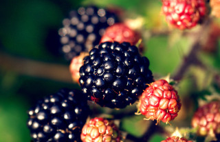 Berries tree branch leaves blurry - a bunch of berries free wallpaper