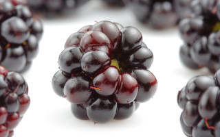 Blackberries stems closeup macro blood - berry free wallpaper