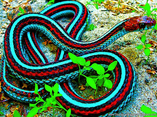 Colorful snake green leaves striped - snake free wallpaper