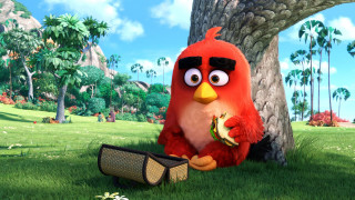 Red bird lush green field - david young cameron free wallpaper