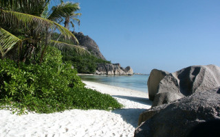 Beach palm tree rock water - camille bouvagne free wallpaper