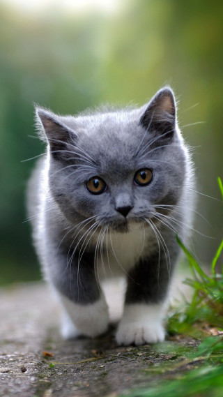 Small gray white kitten walking - a blurry background free wallpaper