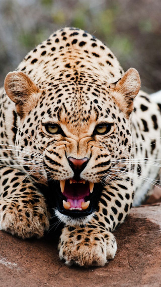Leopard mouth open teeth bared 3 - its mouth open free wallpaper