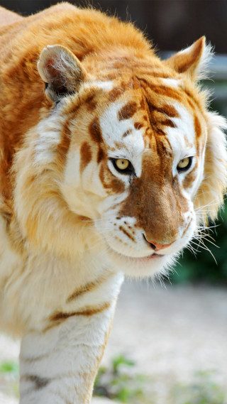 Tiger closeup dirt ground grass - a marble sculpture free wallpaper