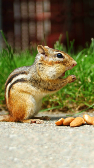 Chipmunk eating peanuts ground building - free nature wallpaper
