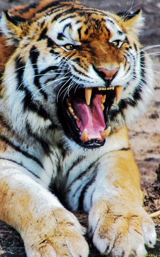 Tiger laying mouth open teeth - its mouth open free wallpaper