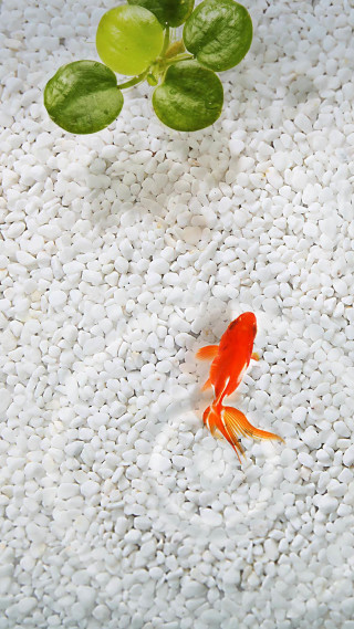 Goldfish swimming pond plant leaves - a pointillism painting free wallpaper