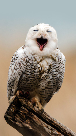 White owl mouth open eyes - arie smit free wallpaper