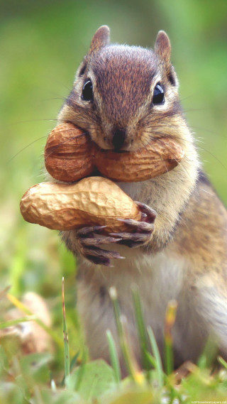 Squirrel eating nut grass mouth - the grass free wallpaper