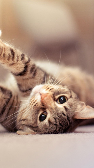 Cat laying back floor paws - a cat free wallpaper