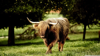 Long haired bull horns field - horn free wallpaper