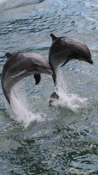 Two dolphins playing in the - daphne mcclure free wallpaper