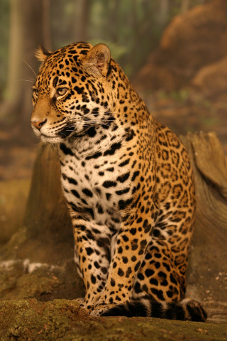 Leopard sitting rock forest trees - animal photography free wallpaper