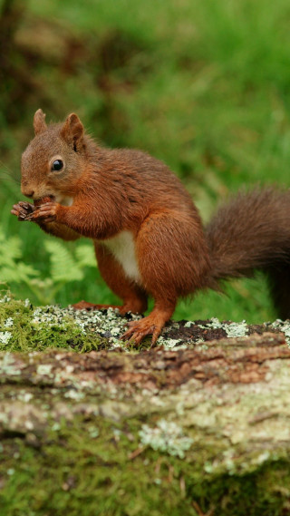 Squirrel eating food tree trunk - a piece of food free wallpaper