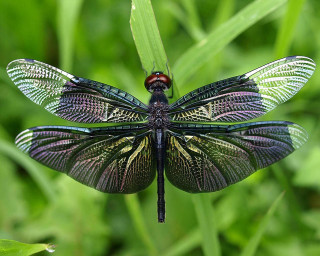 Dragonfly green leaf grass wings - closed free wallpaper