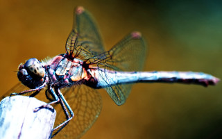 Dragon fly wooden post blurry - macro photography free wallpaper