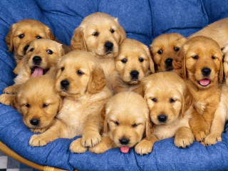 Puppies blue chair tongues out - furry free wallpaper