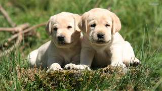 Two puppies sitting grass smiling - two puppy free wallpaper