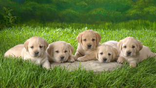 Puppies blanket grass heads paws - anne rigney free wallpaper