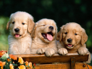Three puppies wooden box open - furry free wallpaper