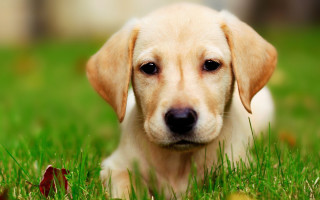 Puppy laying grass sad looking - his face free wallpaper