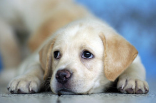 Puppy laying sad looking camera - his face free wallpaper
