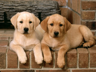 Two puppies sitting on brick - the other free wallpaper