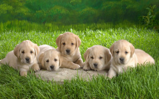 Puppies rock grass adorable nature - the rock free wallpaper