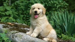 Puppy sitting rock forest tongue - a rock in a forest free wallpaper