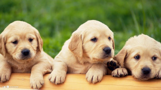 Three puppies sitting on wooden - chang daichien free wallpaper