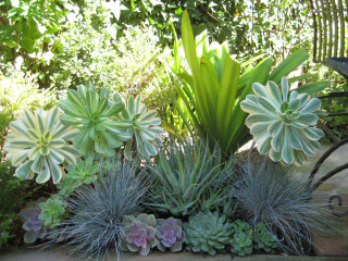 Garden variety plants flowers centerpieces - a garden free wallpaper for desktop