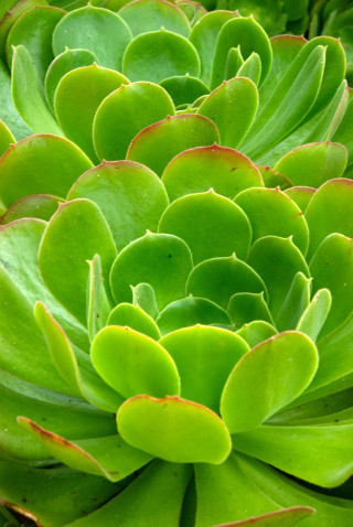 Green plant closeup leaves stalk - free nature wallpaper