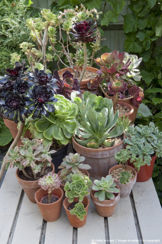 Potted plants table garden fence - andries stock free wallpaper