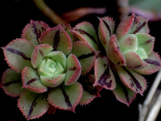 Green red flowers black background - a white stripe free wallpaper