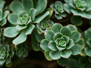 Green leaves bokeh macro flower - green plant free wallpaper